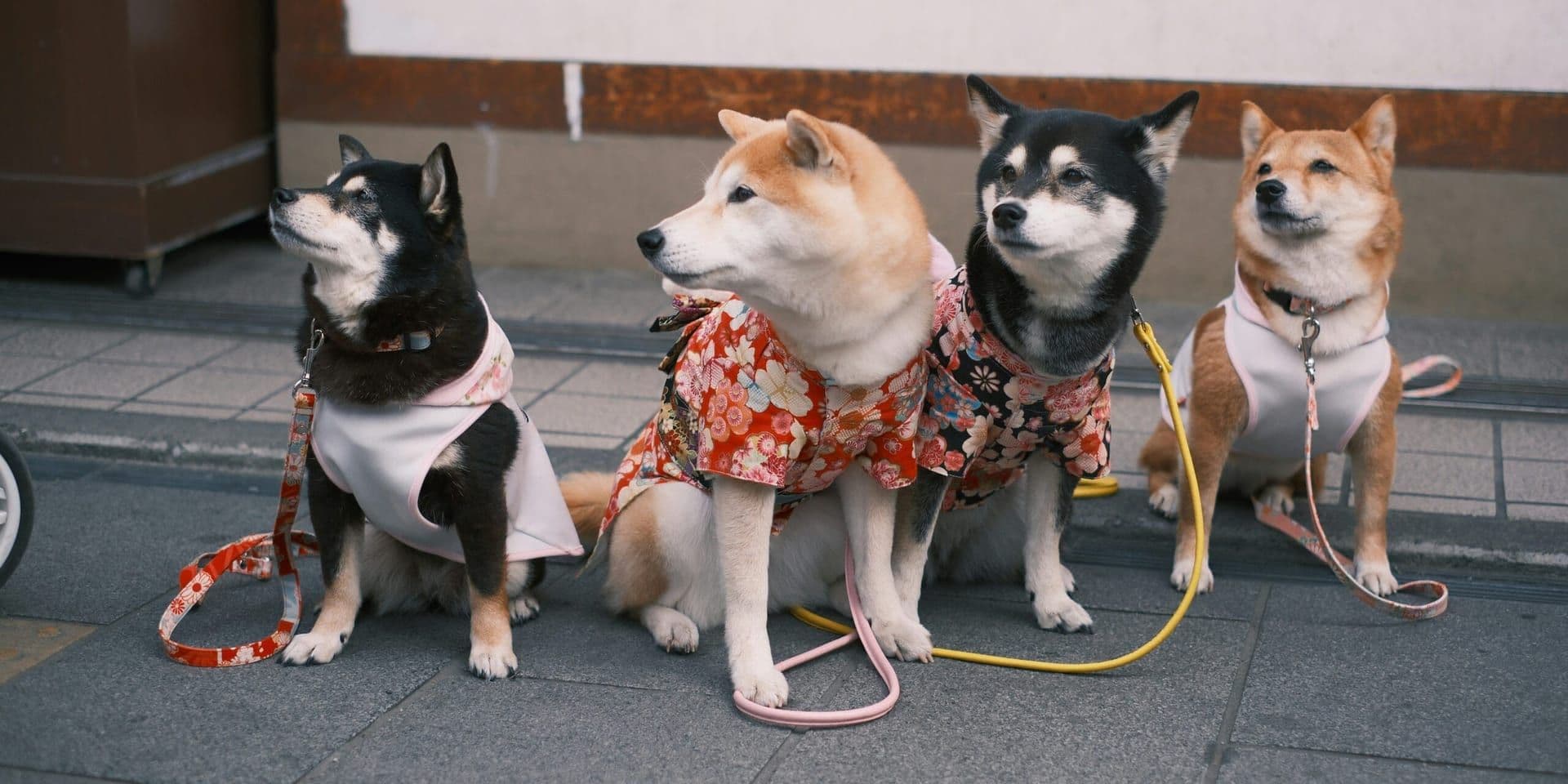 150th Annual Westminster Kennel Club Dog Show Begins in New York City