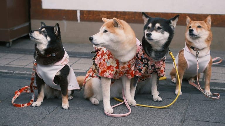 150th Annual Westminster Kennel Club Dog Show Begins in New York City